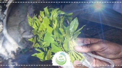 علاج إدمان القات